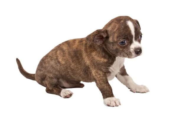 Porträt eines niedlichen reinrassigen Welpen Chihuahua vor weißem Ba — Stockfoto