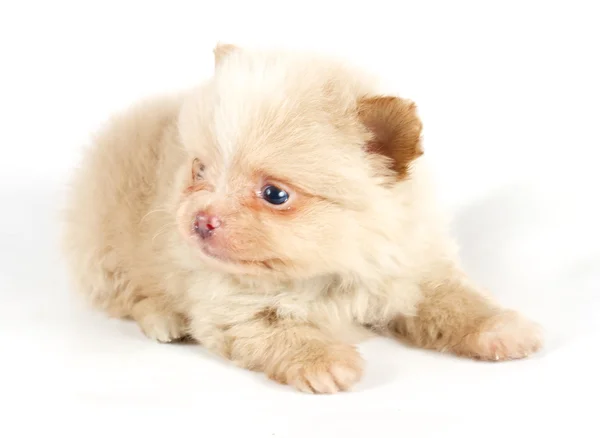 The puppy of the spitz dog in studio — Stock Photo, Image