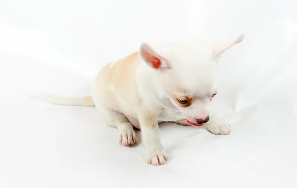 Милий маленький цуценя чихуахуа сидить на білому, дивлячись на камеру — стокове фото