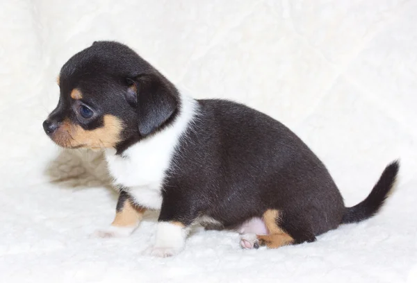 Маленький щенок чихуахуа — стоковое фото