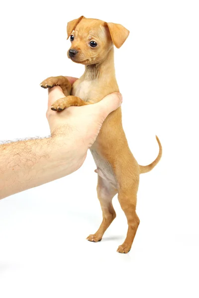 Chihuahua cachorro pequeño —  Fotos de Stock