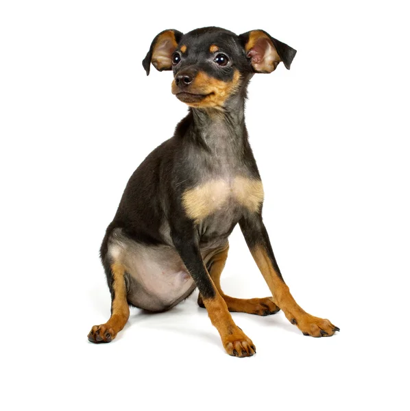 Μικρό κουτάβι Chihuahua — Φωτογραφία Αρχείου