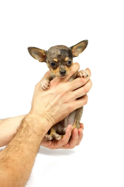 Chihuahua küçük köpek yavrusu — Stok fotoğraf