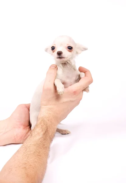 Chihuahua cachorro pequeño — Foto de Stock