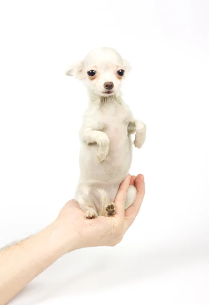 Chihuahua cachorro pequeño — Foto de Stock