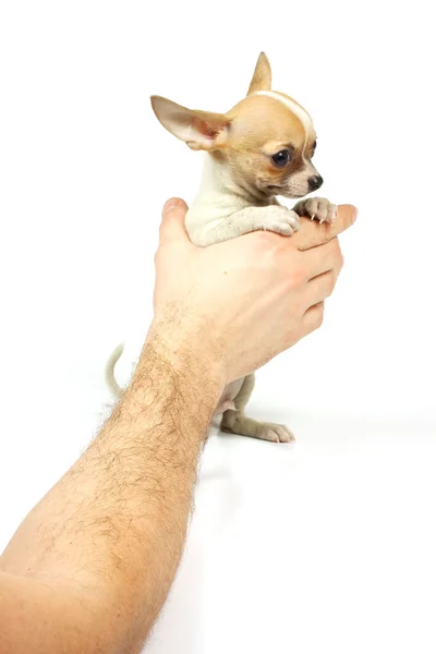 Chihuahua ลูกสุนัขตัวเล็ก — ภาพถ่ายสต็อก