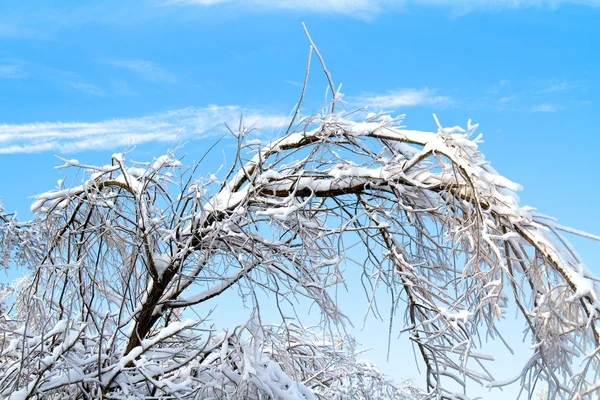 美しい冬の森 — ストック写真