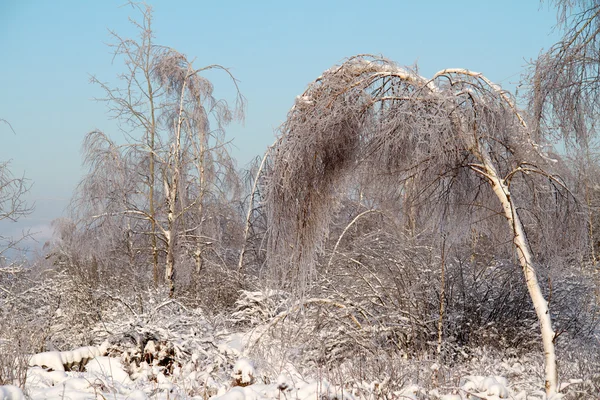 Hermoso bosque de invierno —  Fotos de Stock