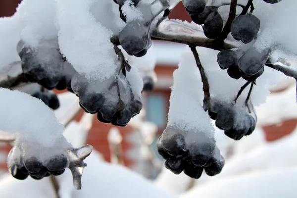 Zwarte chokeberry onder de sneeuw — Stockfoto