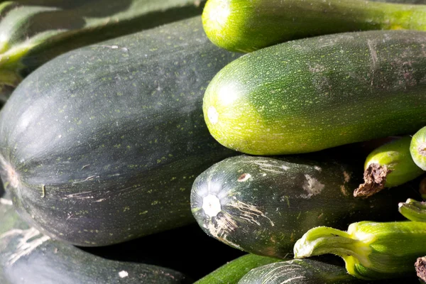 stock image Fresh zucchini, isolated