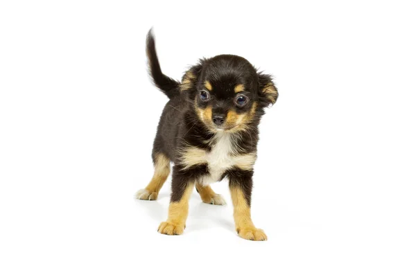 Chihuahua petit chiot — Photo