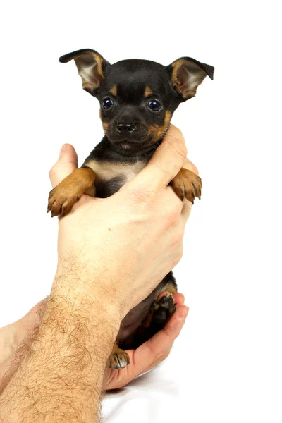 Liten Chihuahua valp — Stockfoto