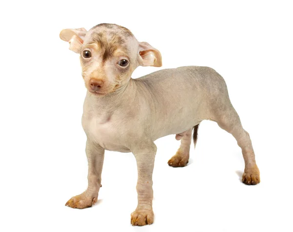 Chinese crested dog — Stock Photo, Image