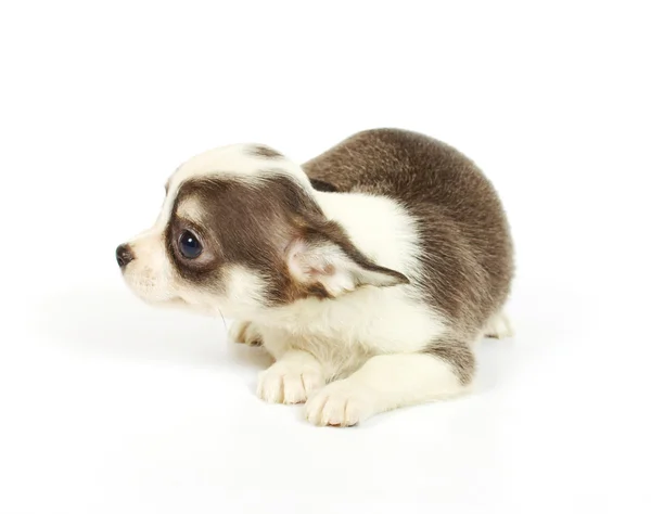 Piccolo cucciolo di chihuahua — Foto Stock