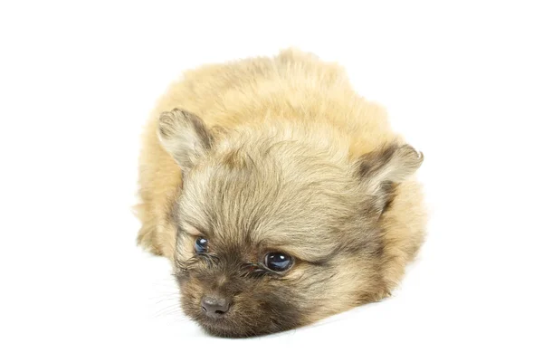 Anak anjing chihuahua kecil — Stok Foto
