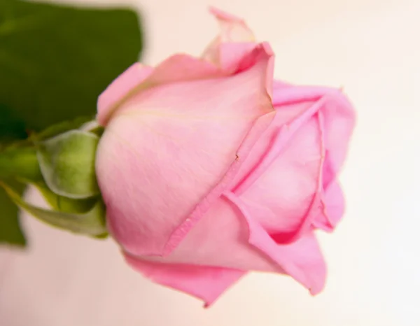 Rose brillante — Photo