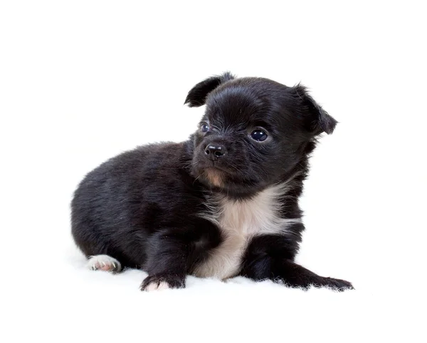 Chihuahua cachorro en blanco — Foto de Stock