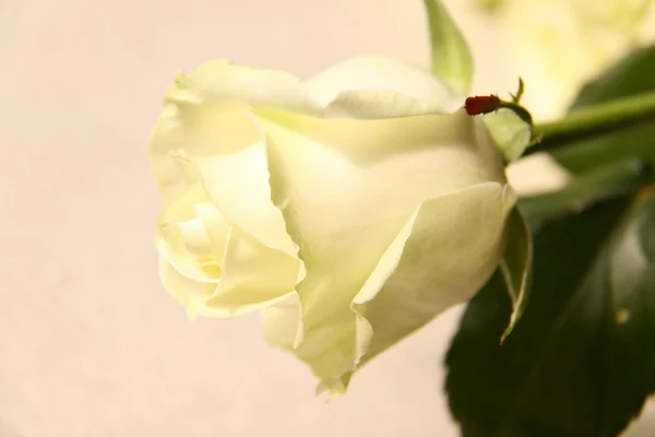 Rosa brilhante — Fotografia de Stock