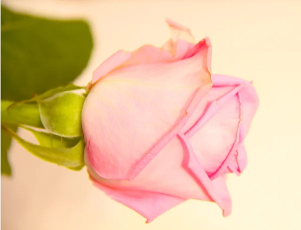 Helder rose — Stockfoto