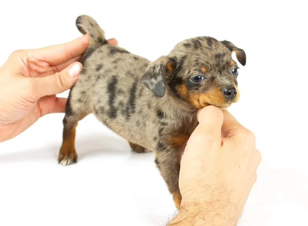 ลูกสุนัขจิฮาวาห์ตัวเล็ก — ภาพถ่ายสต็อก