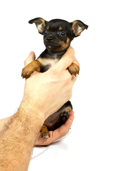 치와와 작은 강아지 — 스톡 사진