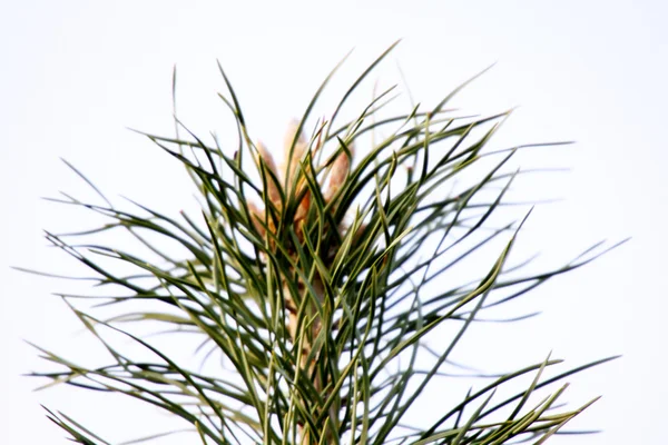 Větev borovice — Stock fotografie