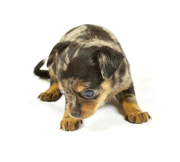 Malou čivavu štěně — Stock fotografie