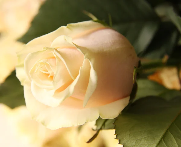 Φωτεινό τριαντάφυλλο — Φωτογραφία Αρχείου