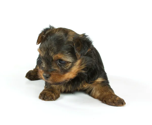 Cute mooi yorkshire Terriër puppy hondje zitten. geïsoleerd — Stockfoto