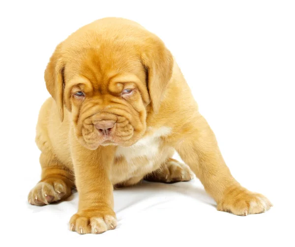 Štěně psa Bordeaux — Stock fotografie