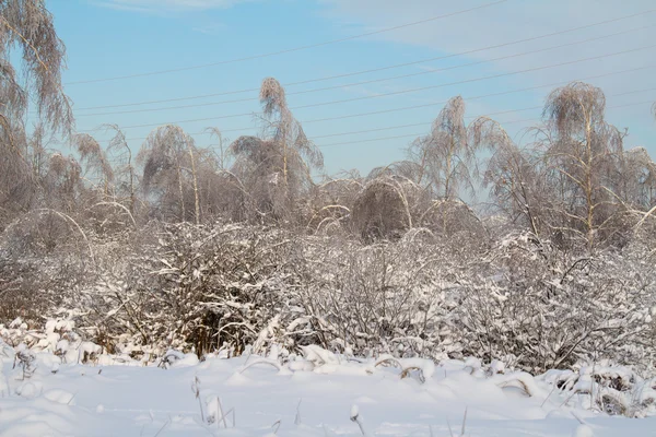 Belle forêt d'hiver — Photo