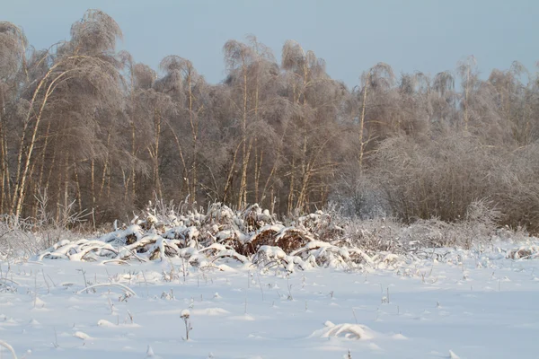 Beautiful winter forest — Stock Photo, Image