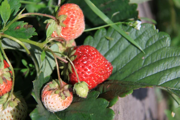Gros plan d'une fraise sauvage — Photo