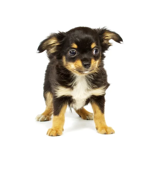 Chihuahua pequeno cachorro — Fotografia de Stock