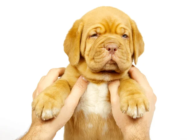 Cãozinho de cão de Bordéus — Fotografia de Stock