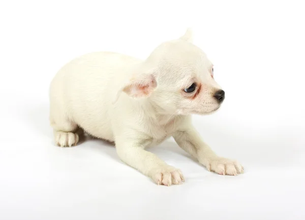 Kleiner Chihuahua-Welpe — Stockfoto