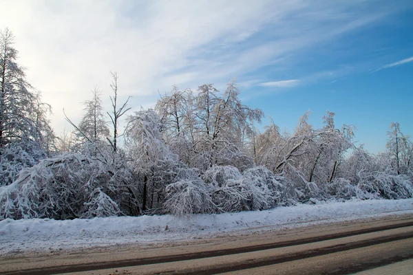 Vinterväg nära skogen — Stockfoto