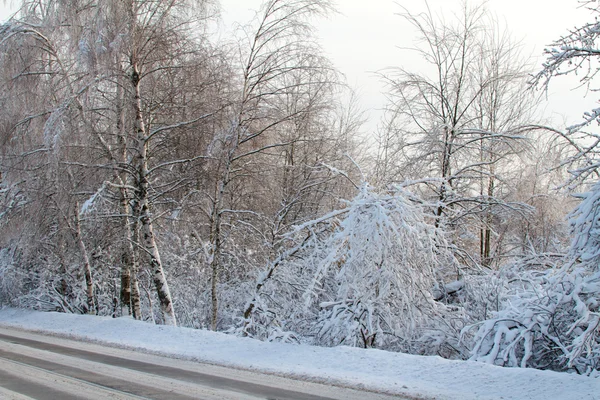 Vinterväg nära skogen — Stockfoto