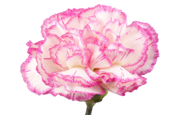Piękny różowy Goździk — Zdjęcie stockowe
