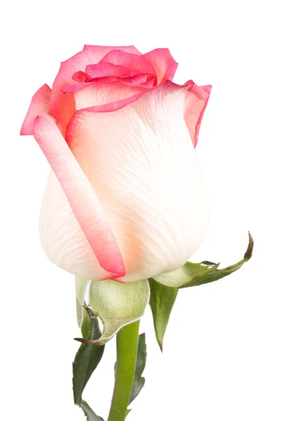 Una flor rosas rosadas — Foto de Stock