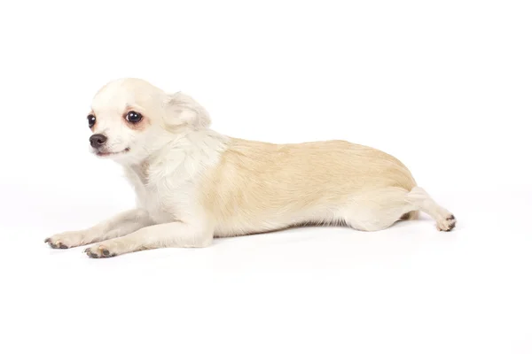 Malé štěně čivava — Stock fotografie