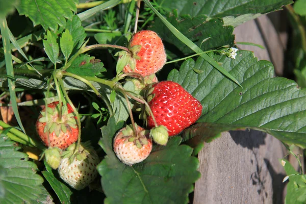 Gros plan d'une fraise sauvage — Photo