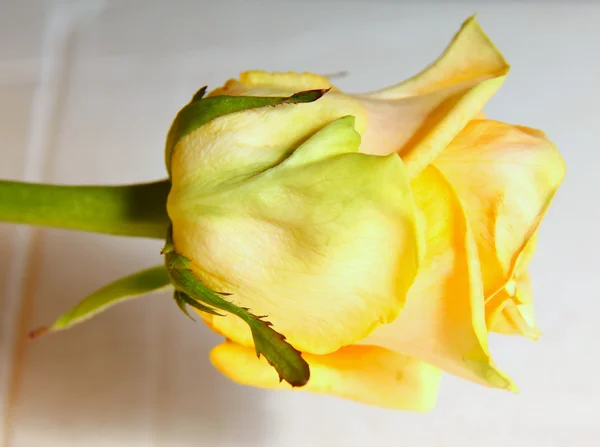 Bright roses — Stock Photo, Image