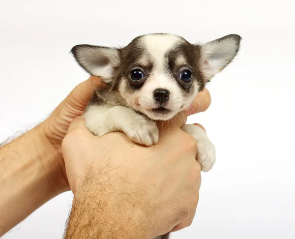 ลูกสุนัขจิฮาวาห์ตัวเล็ก — ภาพถ่ายสต็อก