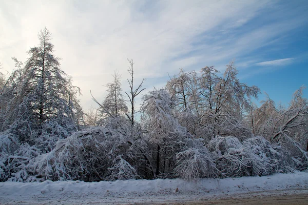 Zimą drogi w pobliżu lasu — Zdjęcie stockowe