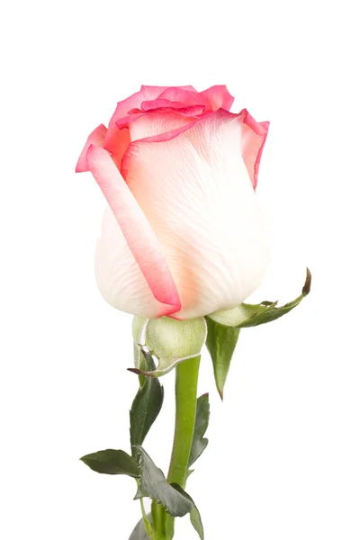 Uma flor rosa rosas — Fotografia de Stock