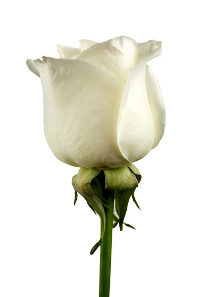 Biały kwiat róży makro na białym tle — Zdjęcie stockowe