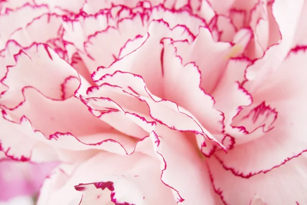 Gyönyörű rózsaszín szegfű — Stock Fotó
