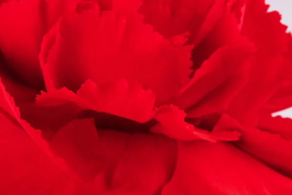 Hermoso clavel rojo sobre un fondo blanco —  Fotos de Stock