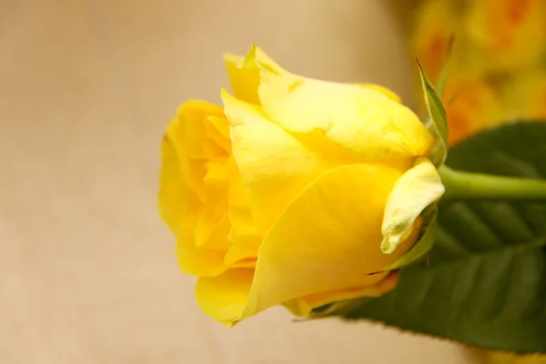 Světlé růže — Stock fotografie